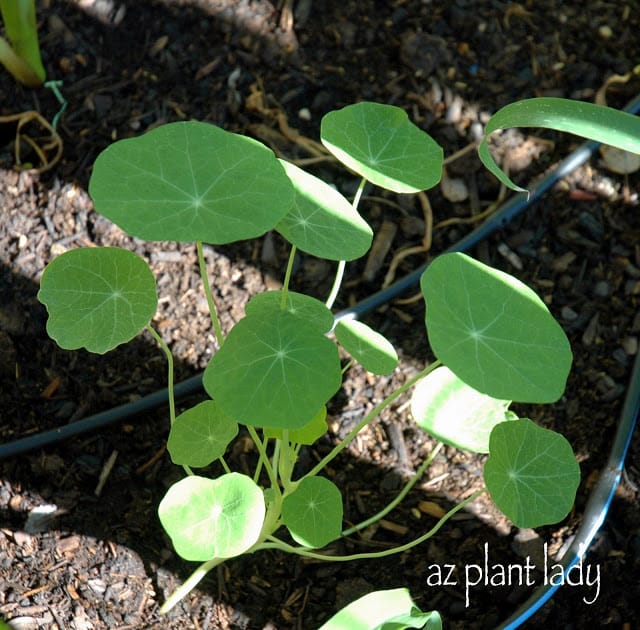 Nasturtiums 