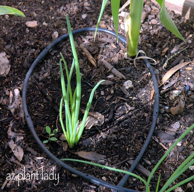 vegetable seedlings