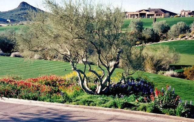 wildflower garden