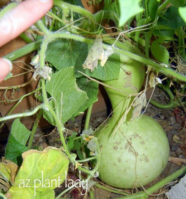 gourd vine