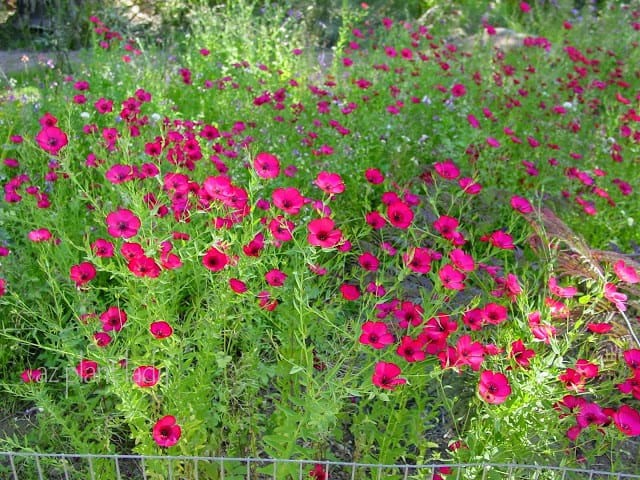 wildflower garden