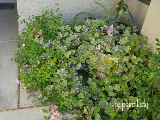 Trailing Lantana