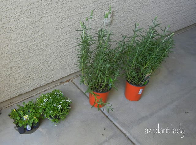 uncontrolled container plants