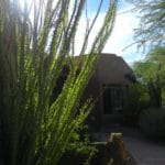 beautiful Ocotillo