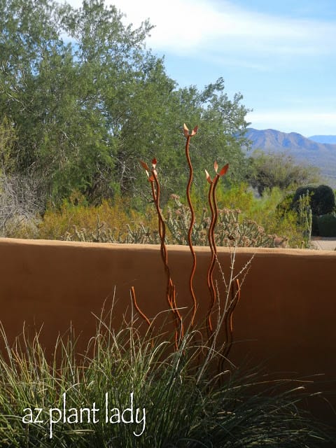 Desert Garden