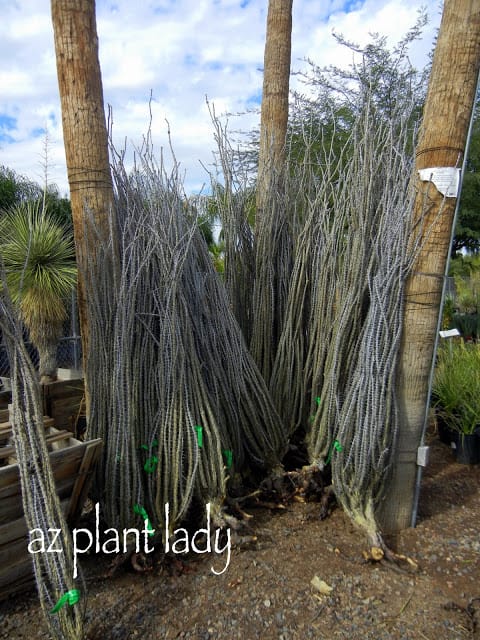 bare root Ocotillo