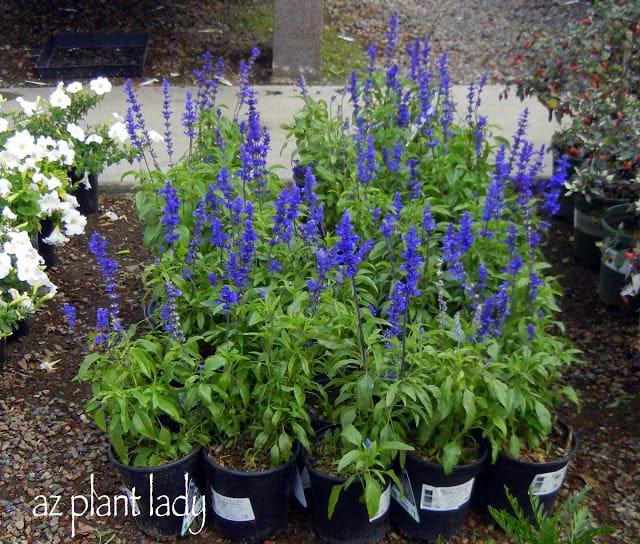 Blue Salvia