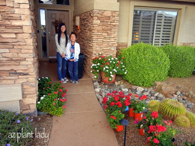 Getting ready to pull out the Vinca and plant Red Geraniums