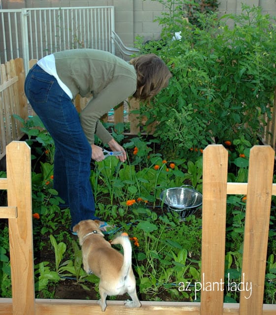 own vegetables