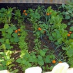 growing your own vegetables
