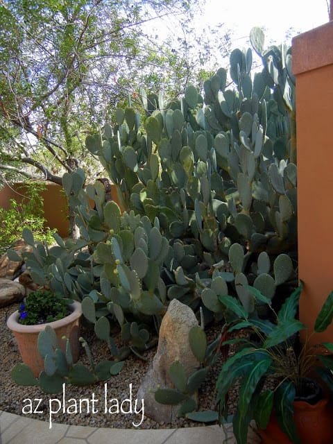 Desert Garden