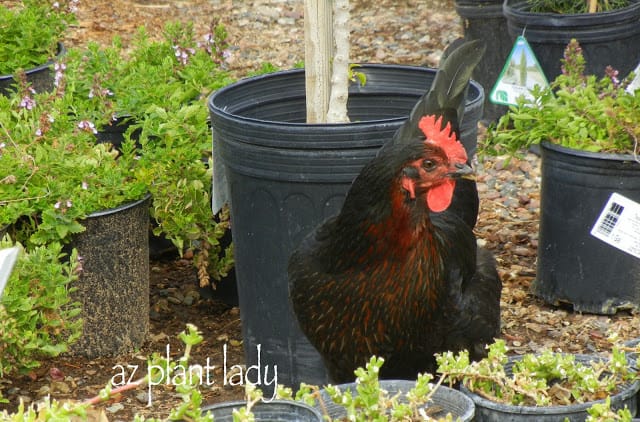 local nursery