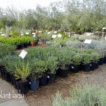 Nursery-selection-of-Leucophyllum