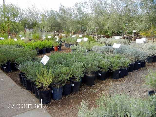 Nursery-selection-of-Leucophyllum