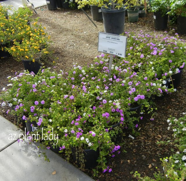 Purple Trailing Lantana 