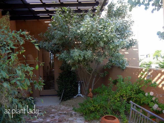 shady area of his garden