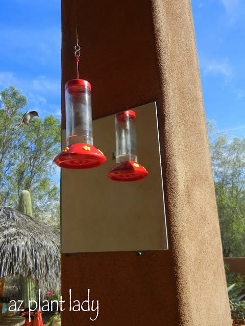 hummingbird feeders