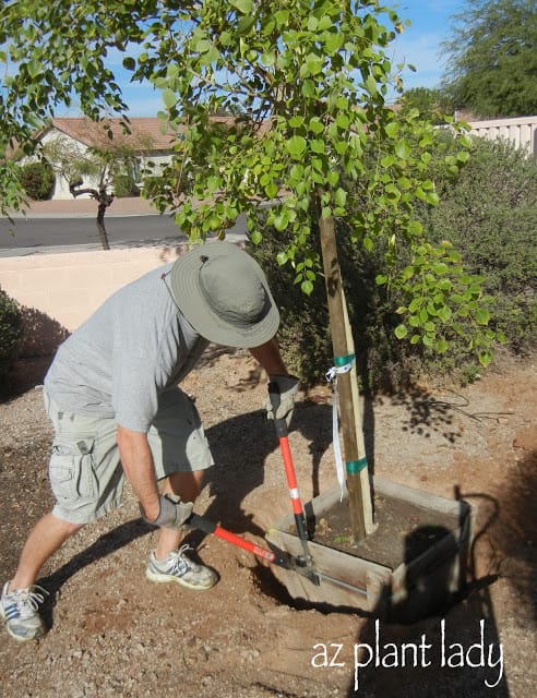 Sissoo tree