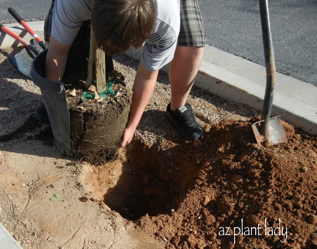 Six Trees, a Boy Scout and a Horticulturist