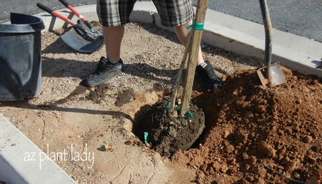 Six Trees, a Boy Scout and a Horticulturist