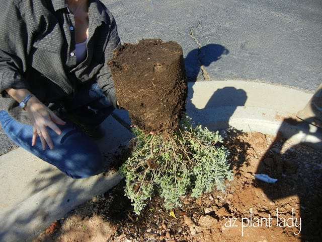 The root ball was pretty healthy, it was not root bound.