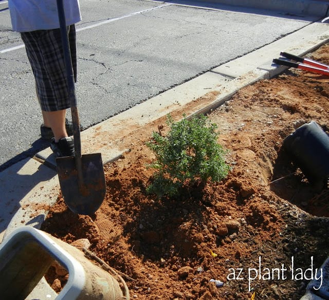 My Boy Scout assistant finished planting the shrub, taking care not to pile up extra soil around the shrub.