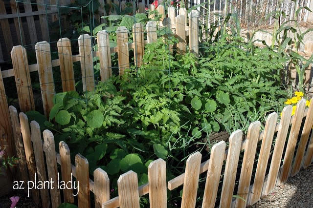 Fallen tomatoes