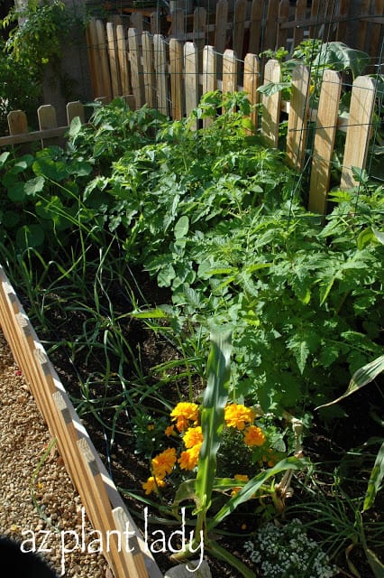 Fallen tomatoes