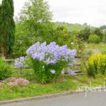 Plants-in-Llantwrtd-Wells