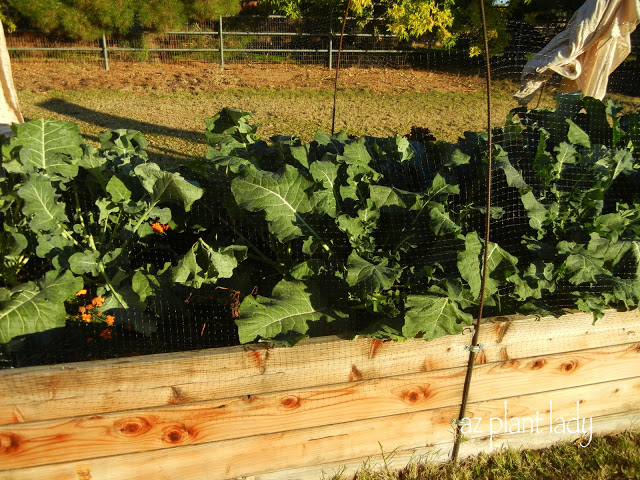 My mother's vegetable garden is growing like crazy