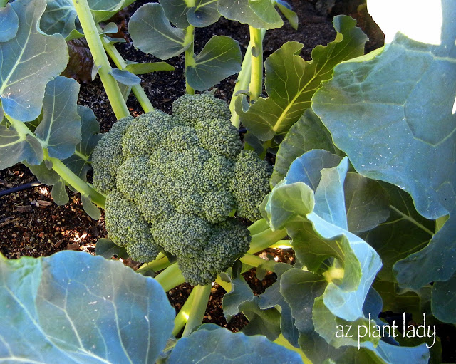 We always enjoy fresh broccoli from her garden in winter.  We all love it....even the kids.