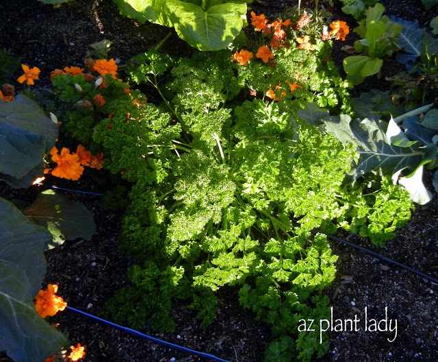 Curly Parsley with Marigolds planted nearby to discourage pests