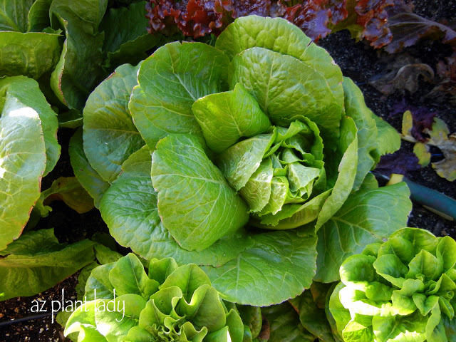 My mother makes a delicious salad using her Romaine lettuce.  I promise to share our family's special salad dressing recipe sometime soon