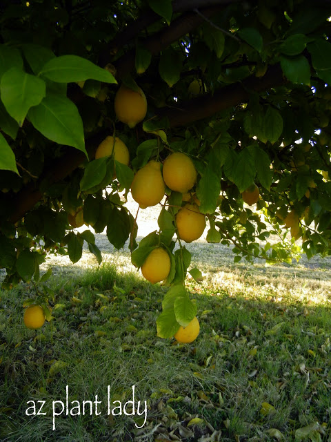 Lemons are ready for picking at Christmas time