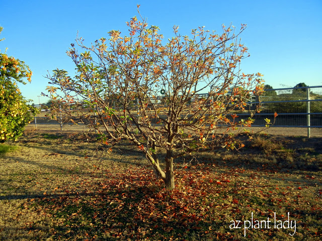 The apple trees are almost bare