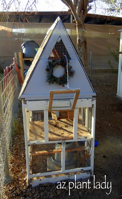 Although their coop is decorated with a Christmas wreath