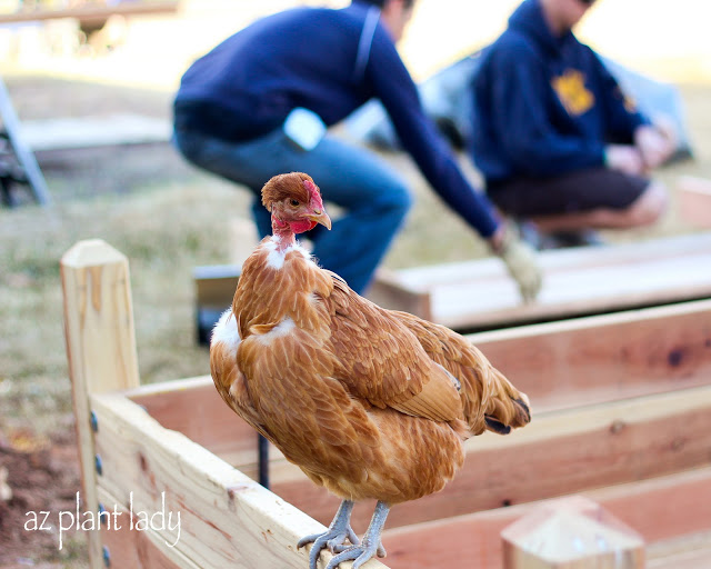 'naked neck' chicken