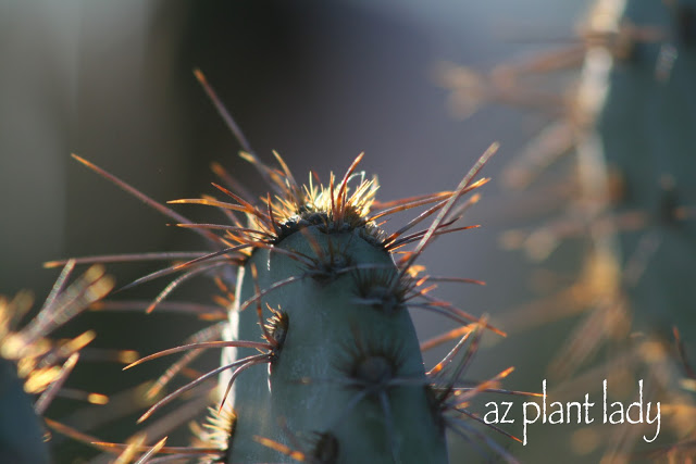 Sunlight and Purple Prickly Pear Spines