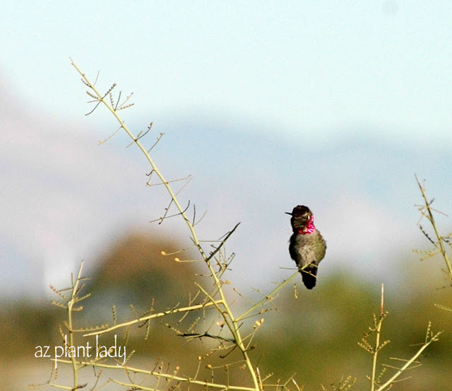 Anna's Hummingbird