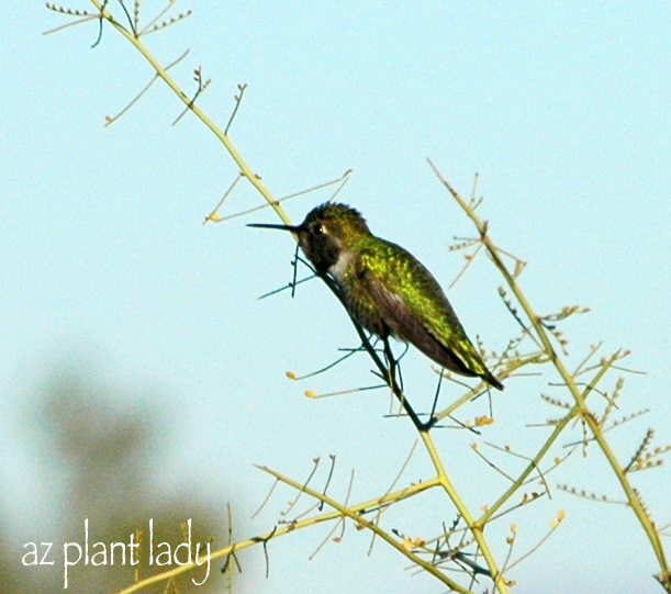 Anna's Hummingbird