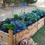 New Vegetable Garden