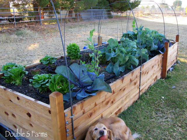New Vegetable Garden