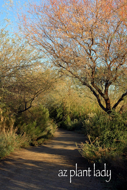 Riparian-Preserve-pathway