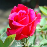 Mr. Lincoln' Hybrid Tea Rose