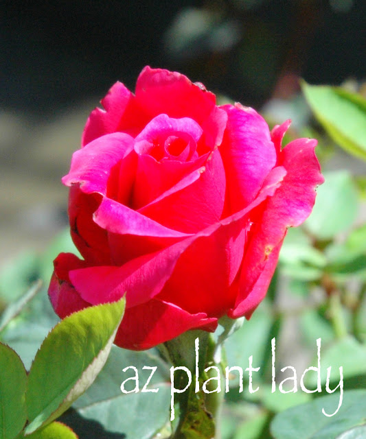 'Mr. Lincoln' Hybrid Tea Rose