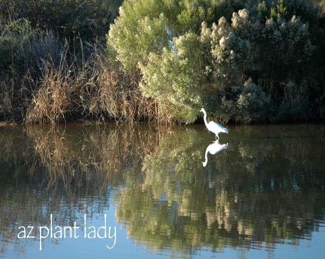 Great White Heron