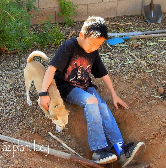 Isn't it interesting how fresh dirt attracts both dogs and little boys?