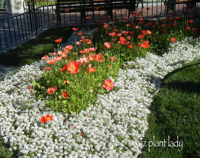 Icelandic Poppies and Alyssum 