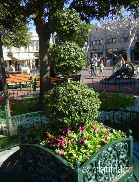 Ivy pruned into a topiary surrounded by pansies