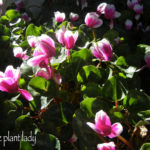 Pink and White Cyclamen